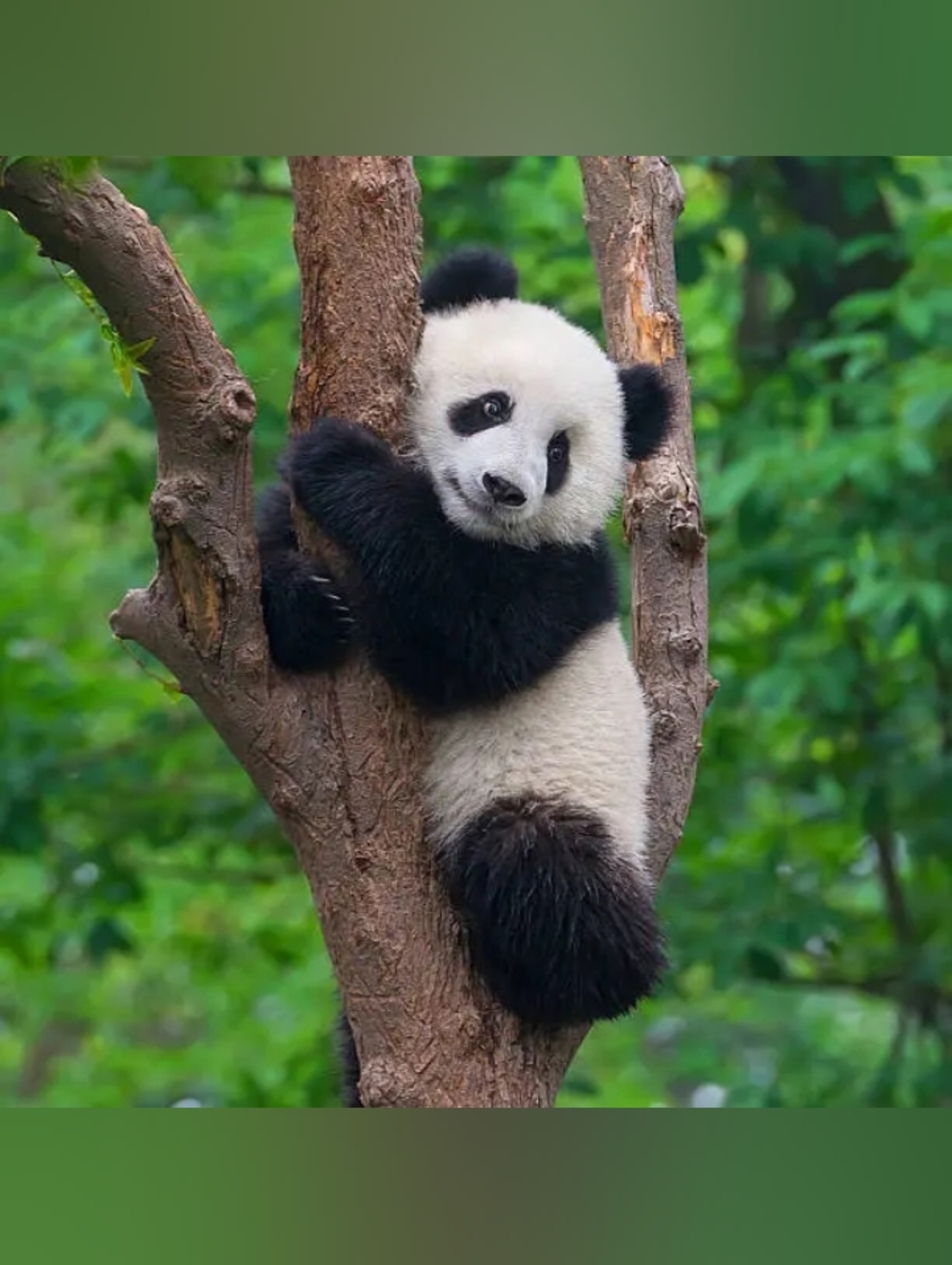 Custom Fridge Magnet Baby Panda